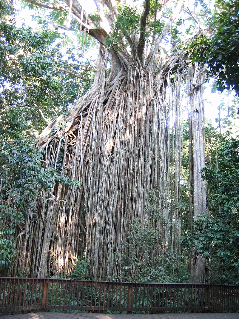 029 Curtain Fig Tree.jpg